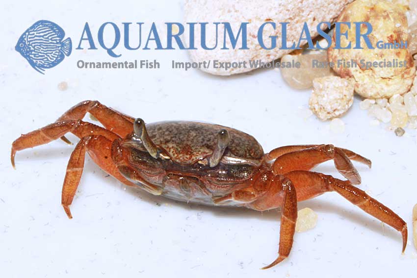 For the first time ever German bred fiddler crabs in stock! Aquarium